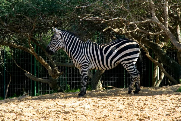 Zebra im Zoo — Stockfoto