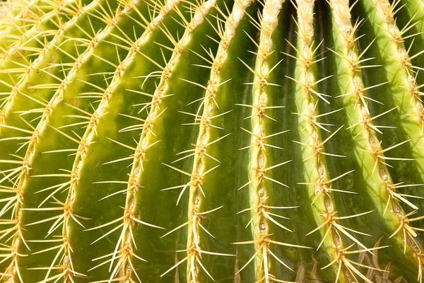 stock image Cactus