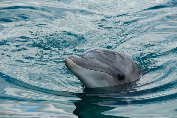 stock image Bottlenose Dolphin