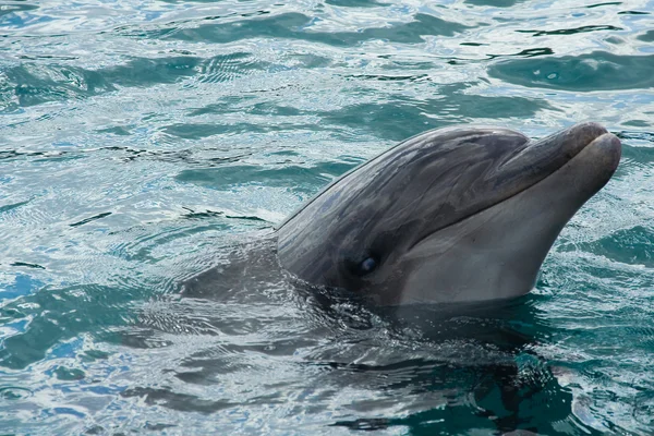 stock image Bottlenose Dolphin