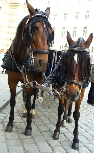 stock image City horses