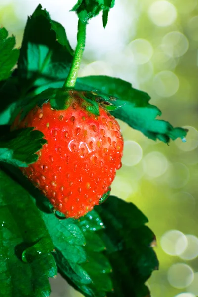 草莓 thrickets — 图库照片