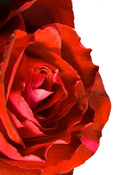 Red rose Royalty Free Stock Images
