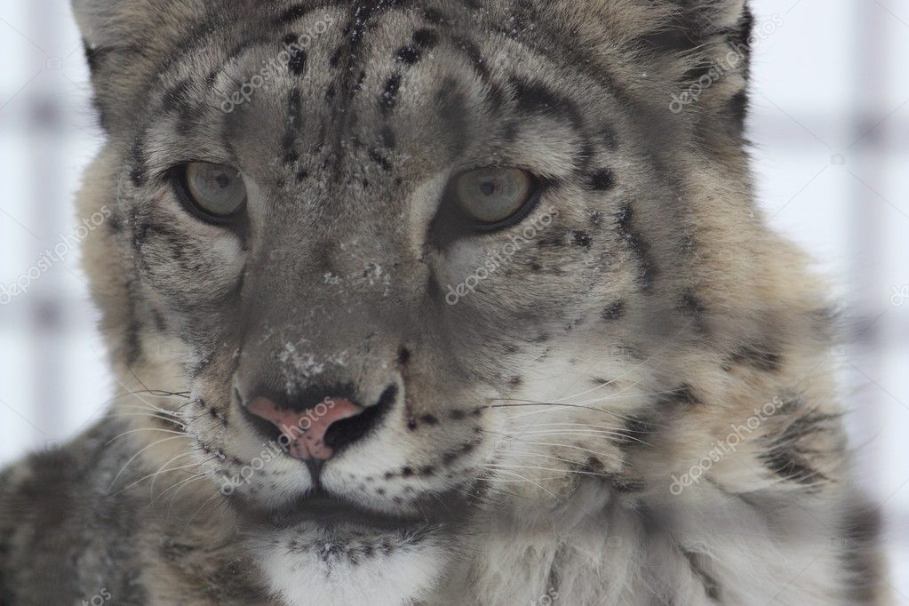 Captivity - snow leopard in cage — Stock Photo © vodolaz095 #2265624