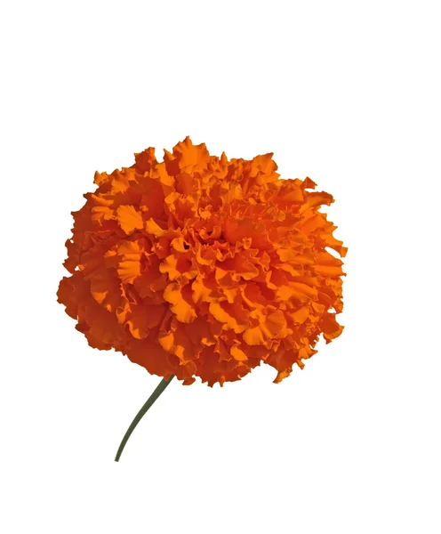 Blume der Tagetes — Stockfoto
