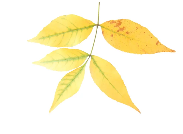 Ash-tree leaves — Stock Photo, Image
