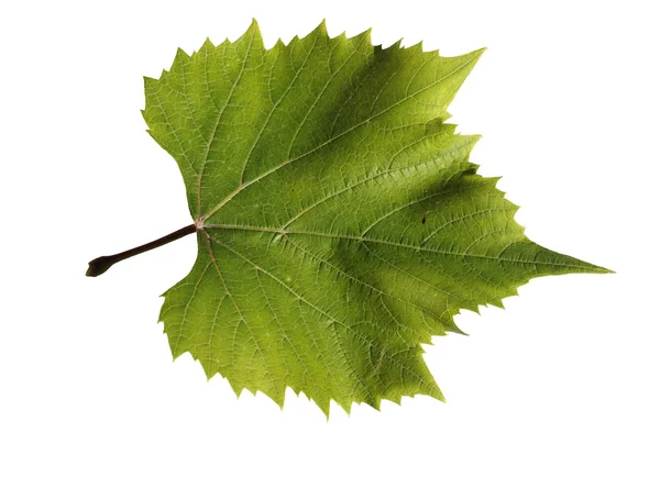 Grapes leaf — Stock Photo, Image