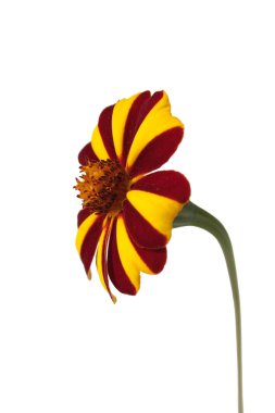 Tagetes patula clipart