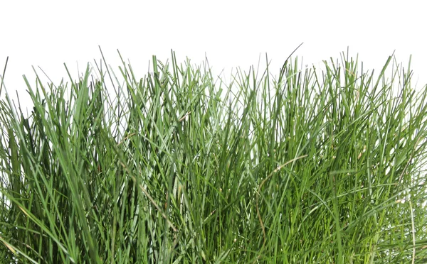 stock image Grass