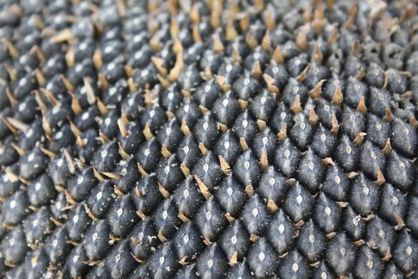 stock image Sunflower seeds