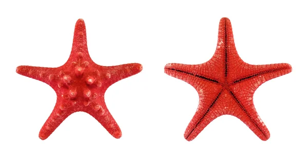Két piros starfishes — Stock Fotó