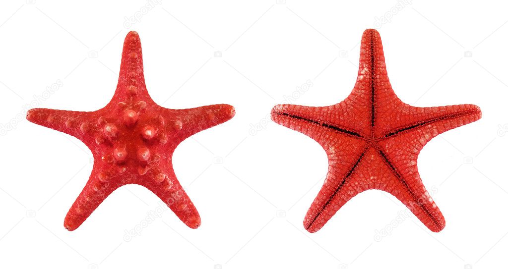 Two red starfishes