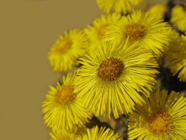 Coltsfoot