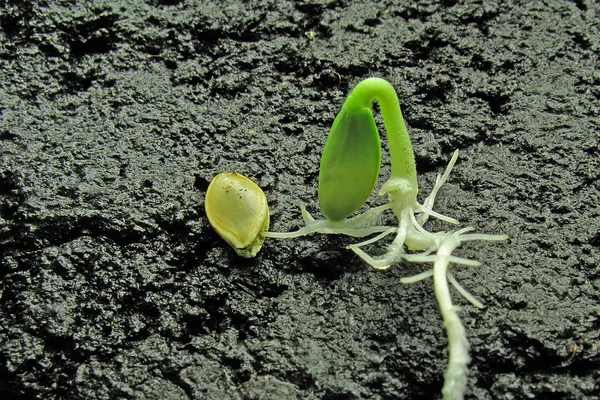 La germination — Photo