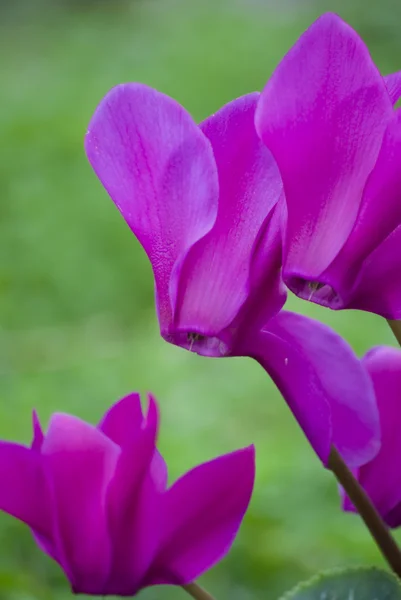 stock image Cyclamen flower