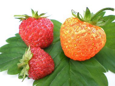 Unique strawberry clipart