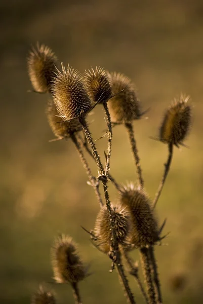 Stock image Thistle