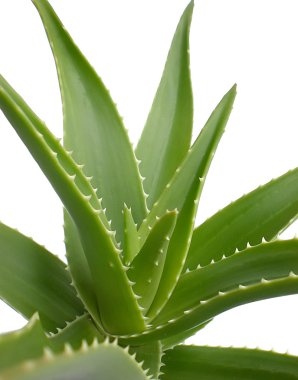 Aloe.