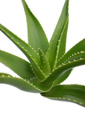 Aloe.