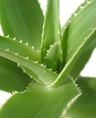 Aloe.