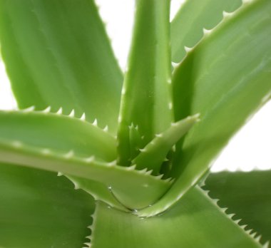 Aloe.