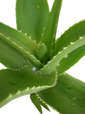 Aloe.