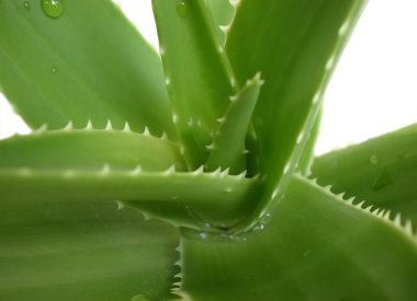 Aloe.