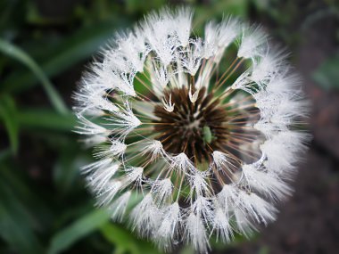 Dandelion with Dew drops clipart