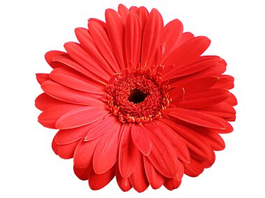 gerbera çiçek