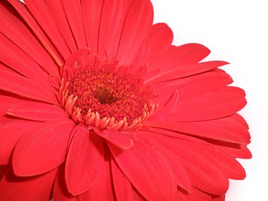 gerbera çiçek