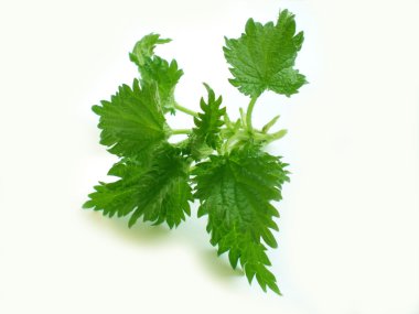 Nettle clipart