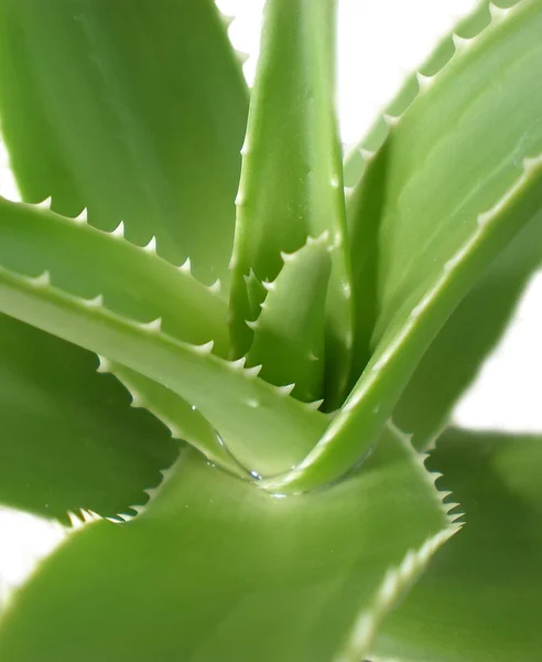 stock image Aloe