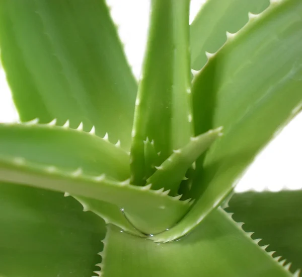 stock image Aloe