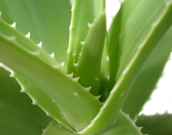 Stock image Aloe