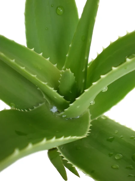 Stock image Aloe