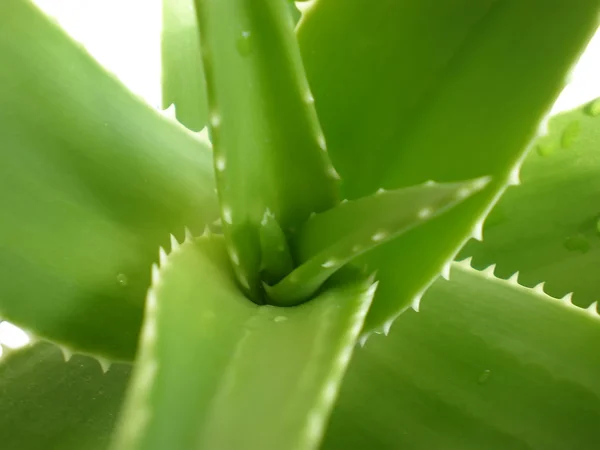 stock image Aloe