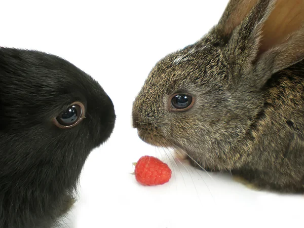 Кролики — стокове фото