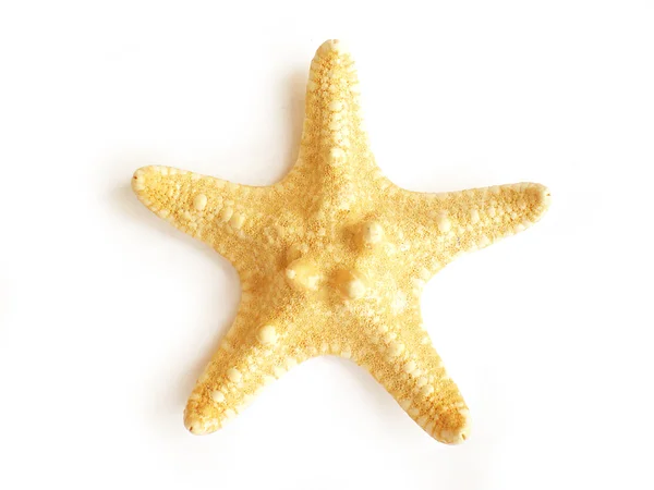 Морська зірка — стокове фото