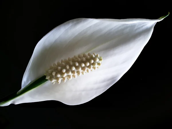 stock image Calla