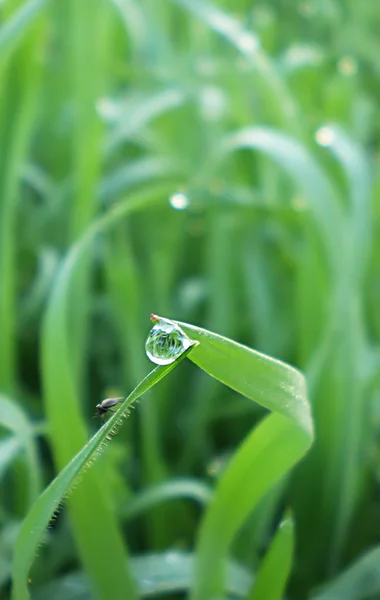 Dew drop — Stockfoto