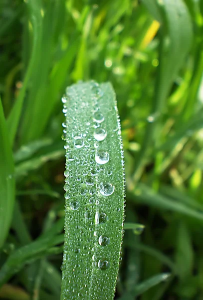 Dew drop — Stock Photo, Image
