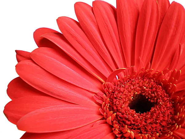 Gerbera virág — Stock Fotó