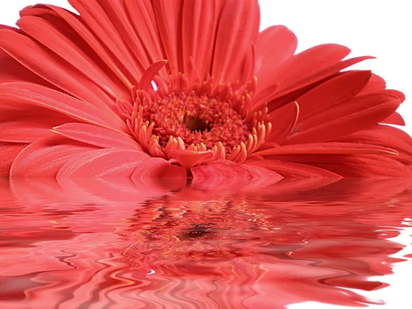 Flor de Gerbera —  Fotos de Stock