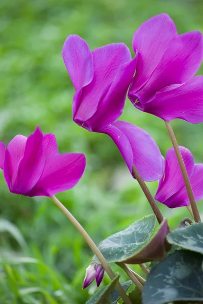 stock image Cyclamen flower