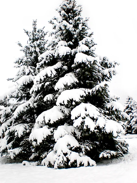 stock image Winter landscape