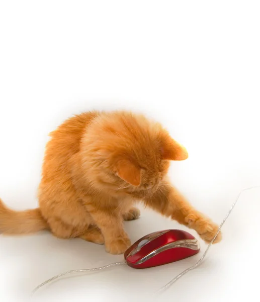 Little red cat — Stock Photo, Image
