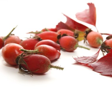 köpek rose HIPS