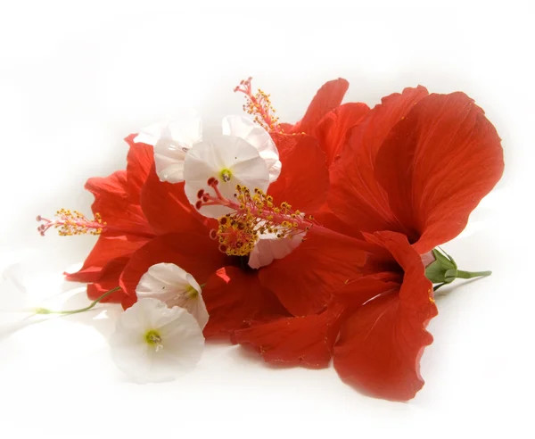 Czerwony hibiskus na białym tle — Zdjęcie stockowe