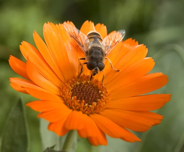 大黄蜂 — 图库照片