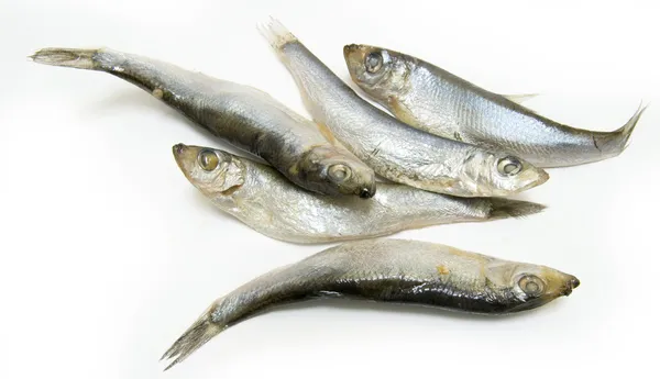 Grupp av skarpsill fisk — Stockfoto